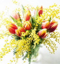 Tulips and mimosa